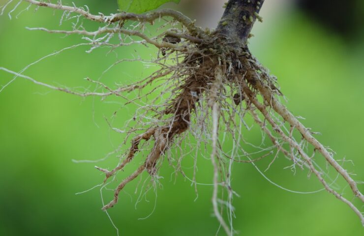 roots-plant-with-green-background
