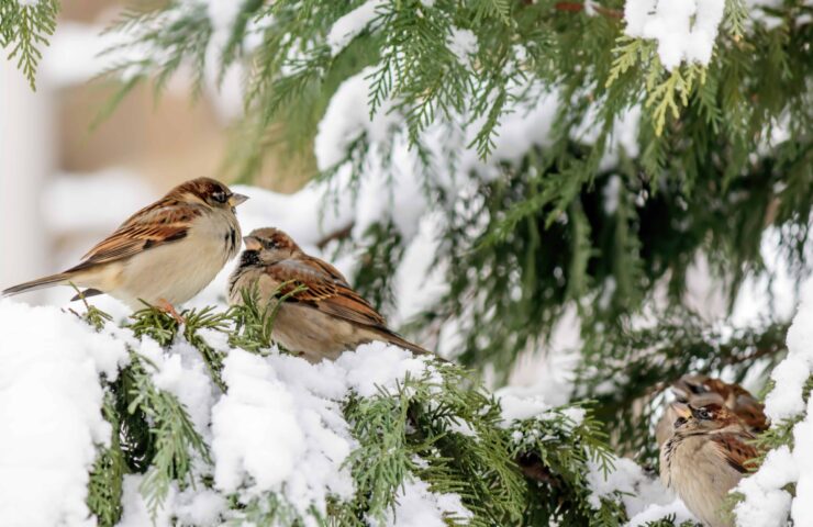 soft-focus-sparrows-perched-cypress-tree-with-snow