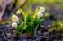 white-snowdrops-from-garden-early-spring-first-spring-flowers