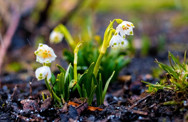 white-snowdrops-from-garden-early-spring-first-spring-flowers