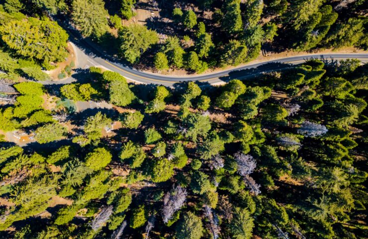 An aerial shot of a forest