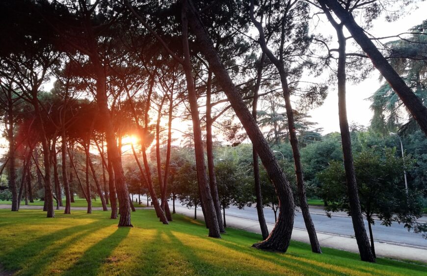 Several trees on a green field planted next to each other during a sunset