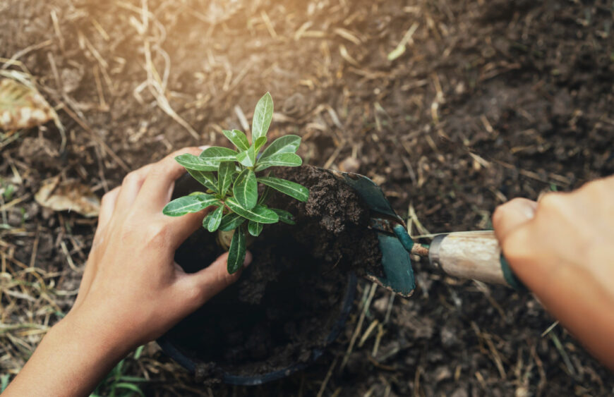 wrecza-sadzenia-drzewa-w-ziemi-z-zmierzchem-przy-ogrodem