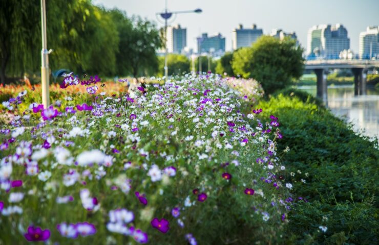 close-up-fresh-flowers-blooming-park