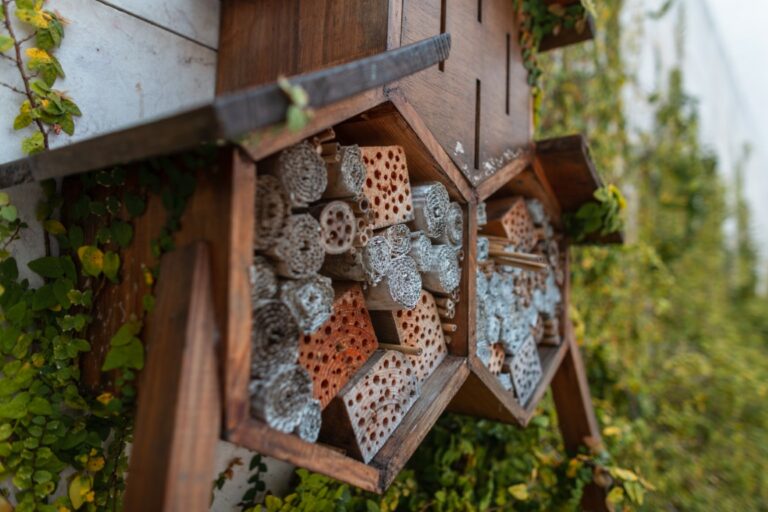 Insect house in the garden. Protection of insects, bugs and bees