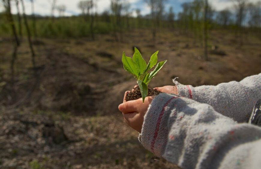 little girl planting young tree, concept save world . young plant in hands outdoors. Ecology concept