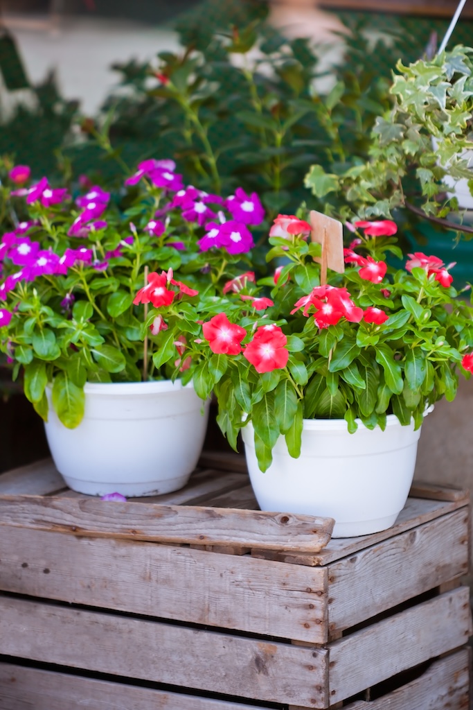 Bright flowers in white pots on a wooden box. Small GRIP shot