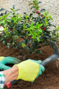 farmer-gardener-hands-gloves-planting-holly-ilex-seedling