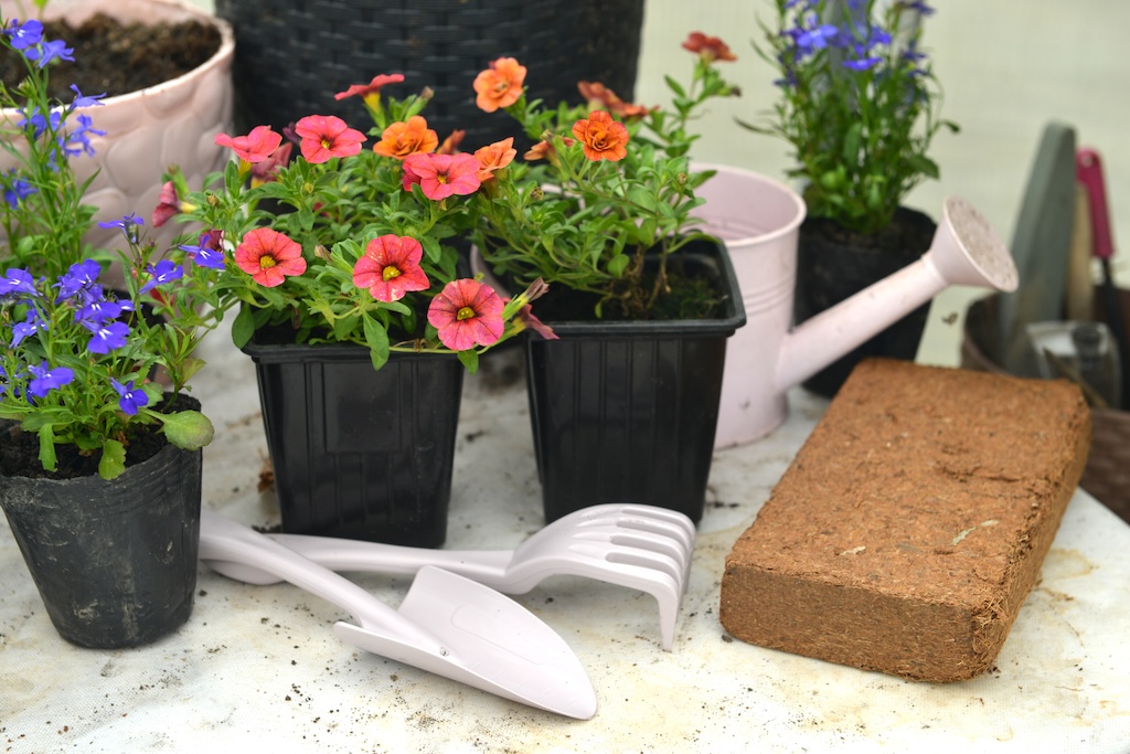 still-life-with-beautiful-petunia-lobelia-flowers-with-tools-greenhouse