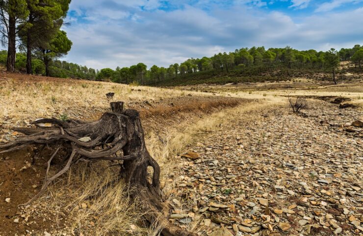 A landscape of roots in the dry creek