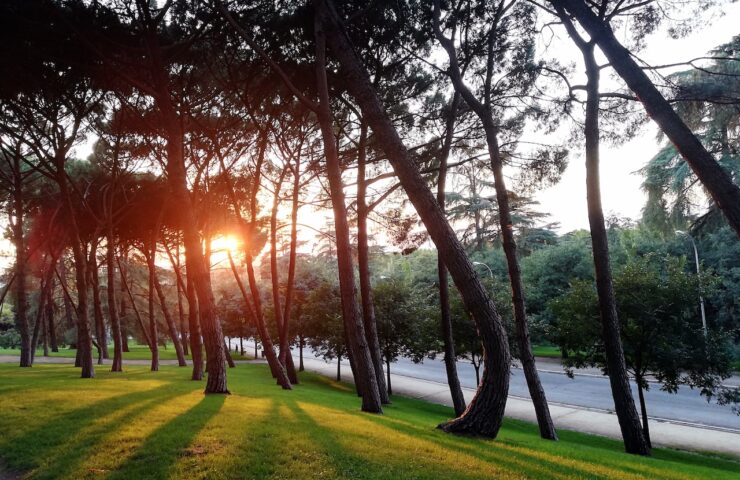 Several trees on a green field planted next to each other during a sunset