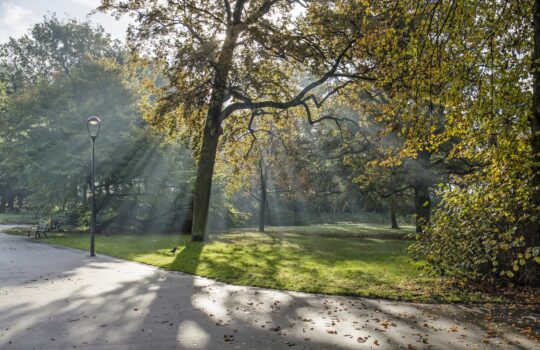 road-by-trees-park-autumn