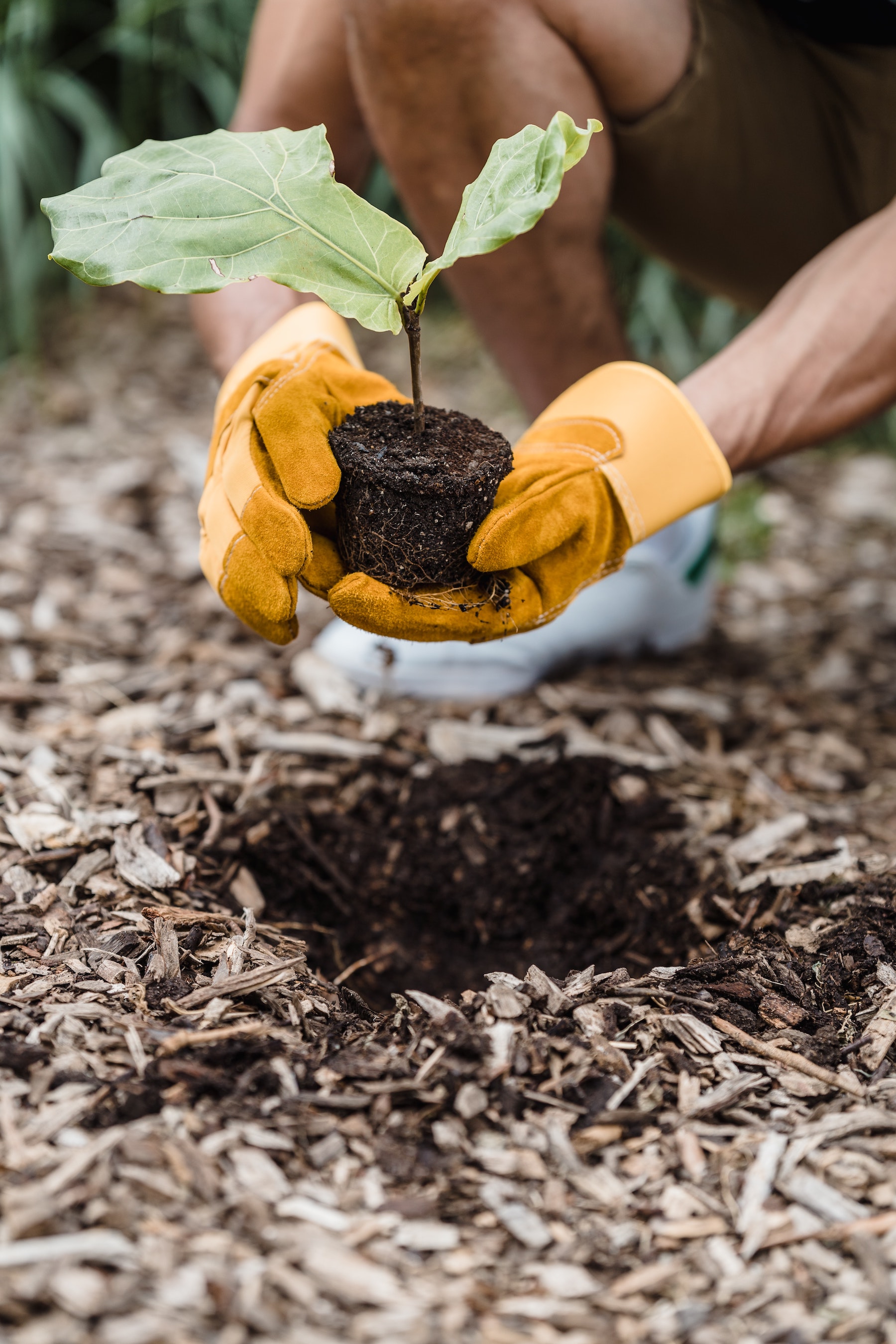 seedling