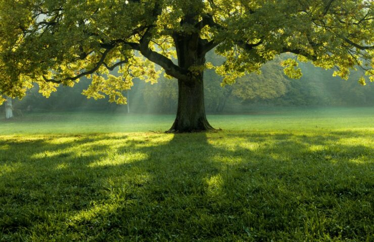 Beautiful tree in the middle of a field covered with grass with the tree line in the background
