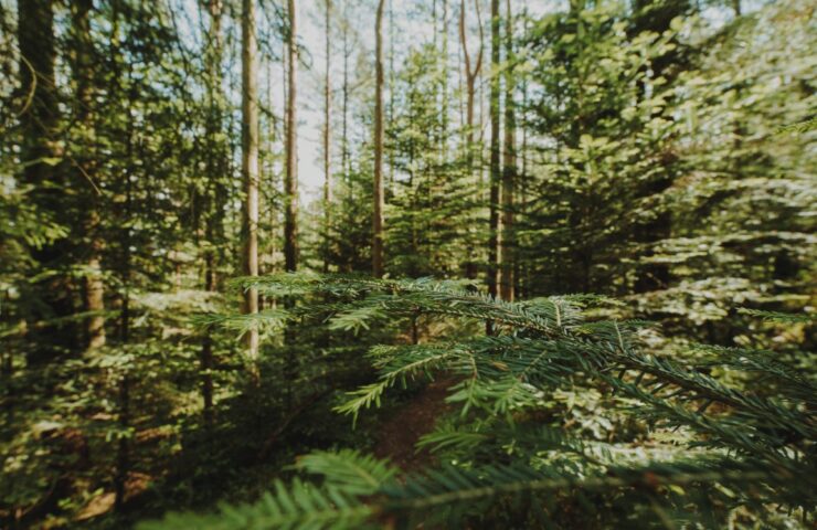 beautiful-landscape-green-forest