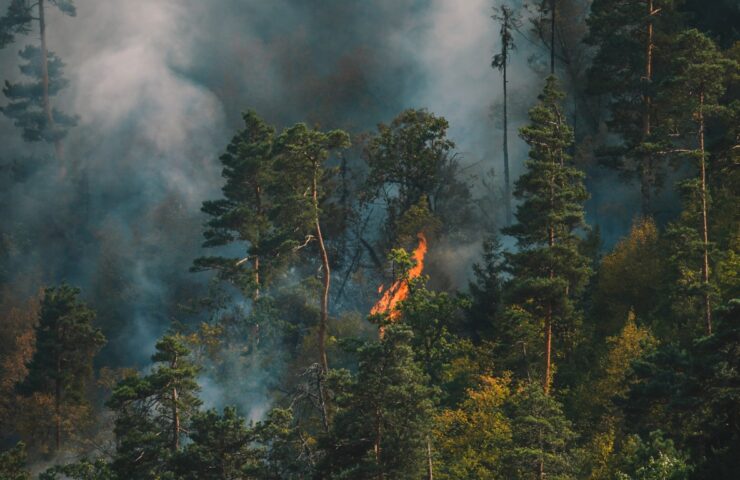 fire-forest-strong-fire-mist-forest