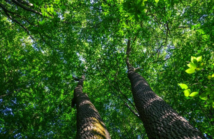 forest trees nature green wood sunlight backgrounds