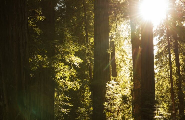 Morning Sunlight Coming Through Redwood Trees