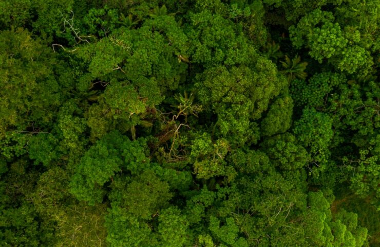 An aerial view of the vibrant green trees in the forest