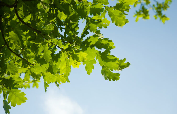 lisci-debu-jaskrawo-podswietlany-na-tle-nieba