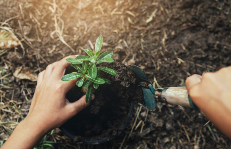 wrecza-sadzenia-drzewa-w-ziemi-z-zmierzchem-przy-ogrodem