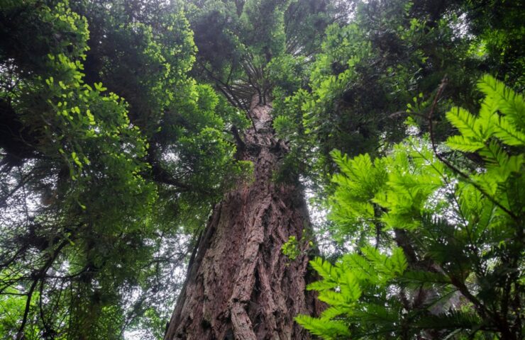 Large Redwood tree (Sequoia sempervirens) forest, California