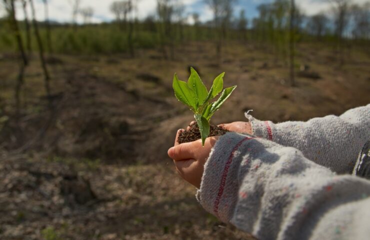 little girl planting young tree, concept save world . young plant in hands outdoors. Ecology concept