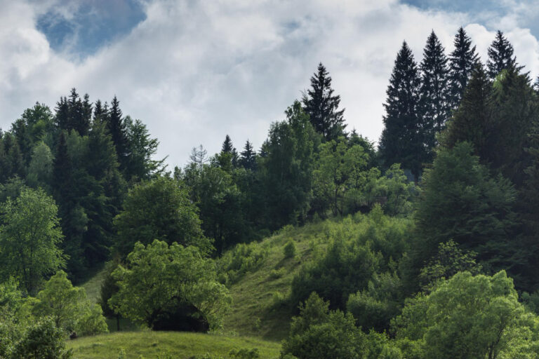 Which tree species best absorb CO₂? - One More Tree Foundation