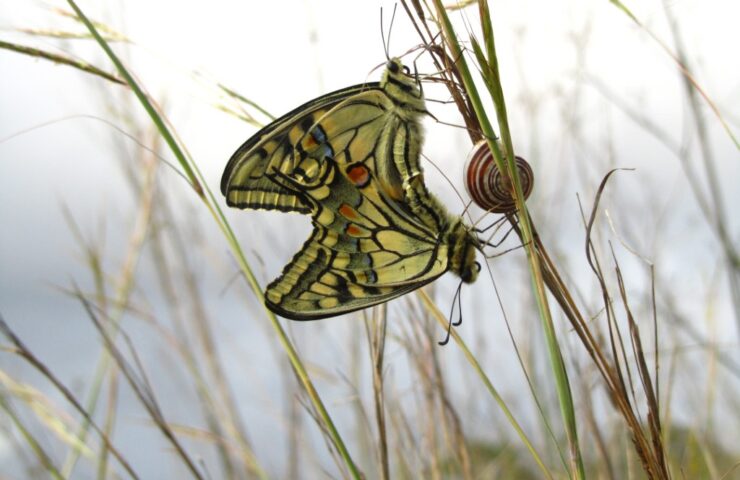 Pair of mating Maltese Swallowtail butterflies next to a snail