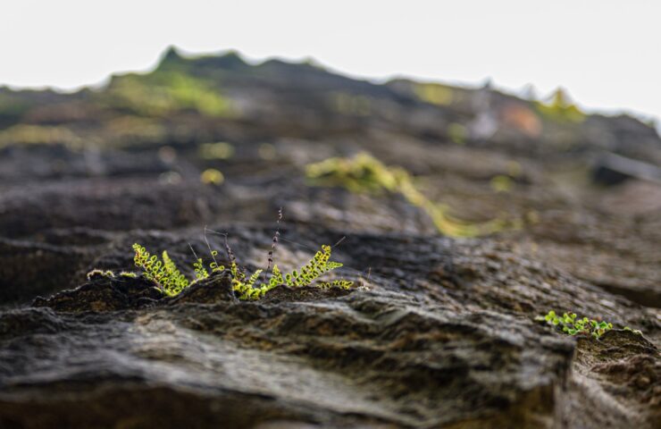 Stonewall at Ruine Rodenstein