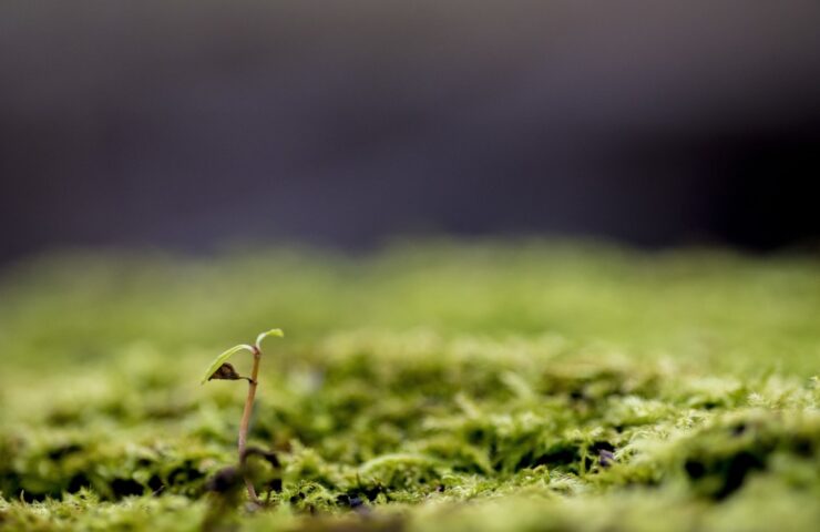 Closeup shot of a plant growing in a mossy ground with a blurred background - concept growing up