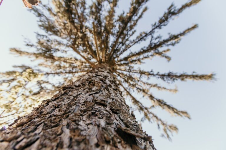 Do Trees Have Memory? Plant Neurobiology and the Phenomenon of Forest ...