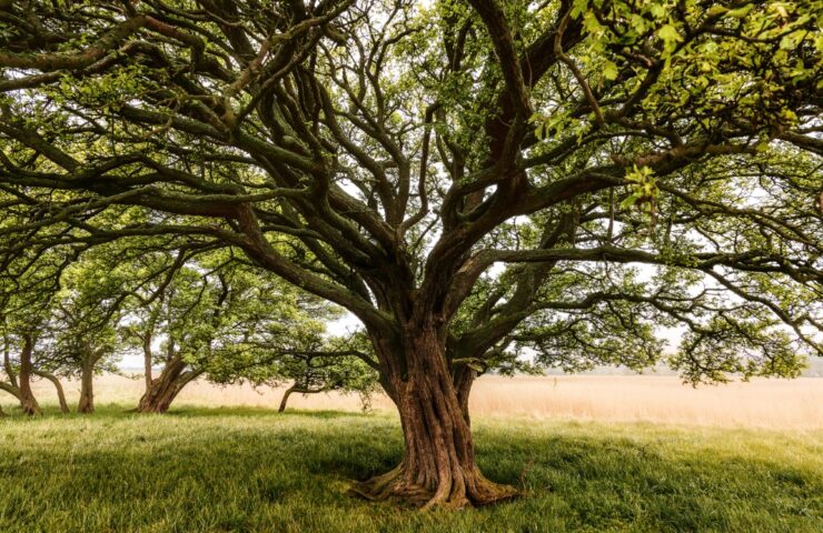 Tree with a huge tree trunk in a field