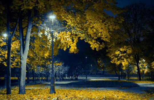 obrazek wyrożniajacy