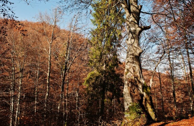 Bark tree with moss on autumn colourful forest.