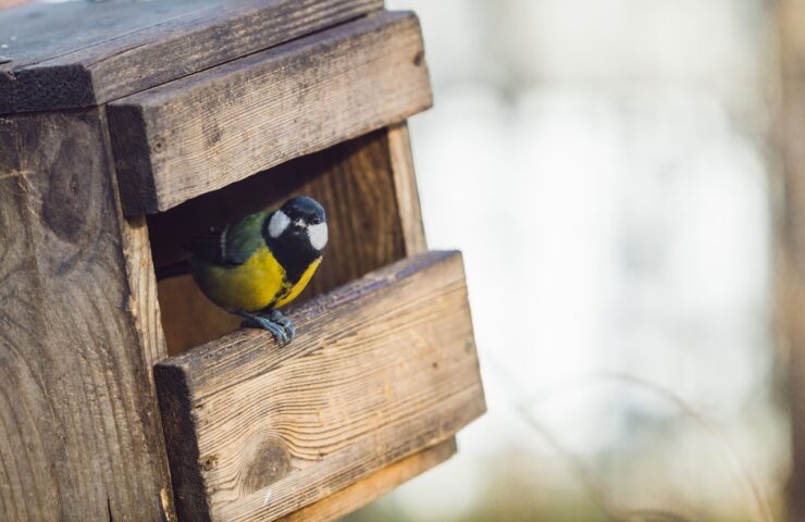 Yellow tit is sitting in a wooden birfhouse and look at the camera. Copy space.