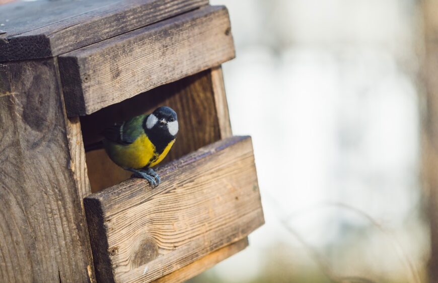 Yellow tit is sitting in a wooden birfhouse and look at the camera. Copy space.