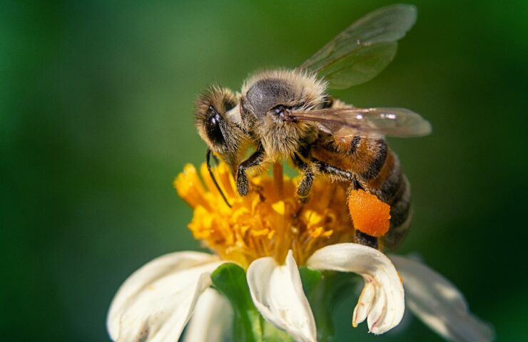 A closeup shot of a bee on a chamomile flower