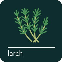 larch